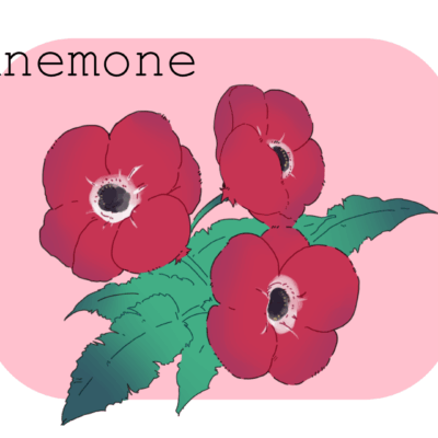 赤いアネモネの花を描いたイラスト