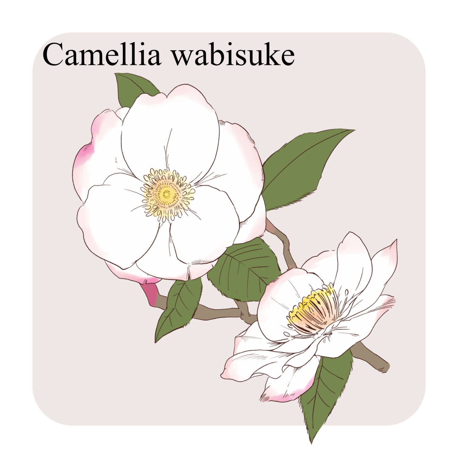 侘助椿を描いたイラスト